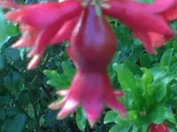 DSC00204.webp