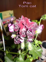 P4140289.webp