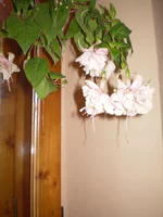 P5280117.webp