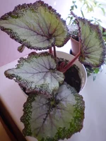 P6280230.webp