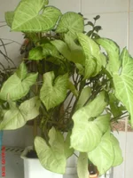 DSC01136.webp