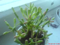DSC00071.webp