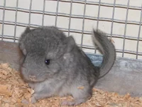  июля 2009 023.webp