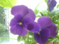DSC00891.webp