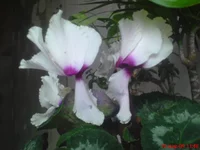 DSC00782.webp