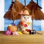 cat6.webp