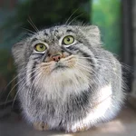 manultupildalg7.webp