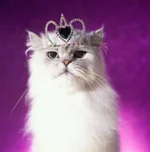 catglamour.jpg