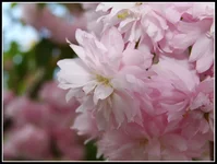 DSC00463.webp