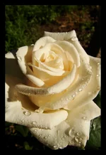 DSC05262.webp