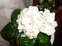 P7110205.webp