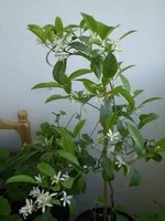 P5120328.webp