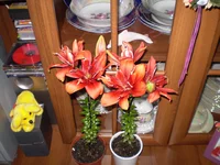 P4280198.webp