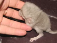  июля 2009 008.webp