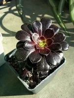 aeonium_arboreum_schwarzkopf-b.webp