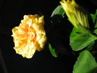 .webp