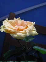 .webp
