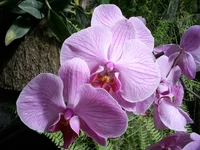 PIC_0220.webp