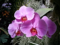 PIC_0223.JPG