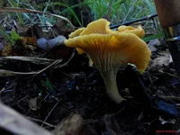 p9c5ZirgNys.webp