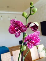 image1(1).webp