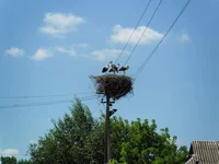 SAM_1313.webp