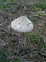 Image00003.webp