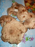 Image00012.webp