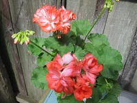 crop_132752938_LNgrg.webp