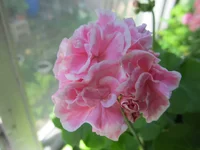 crop_132753179_Ygy5g9.webp