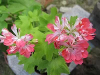 crop_132753492_weuv.webp
