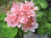 crop_132753467_IsgXD.webp