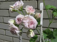 crop_132753287_zWkqy1J.webp