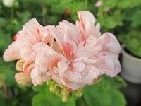 crop_132753370_MhF2s.webp