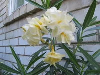 crop_131866939_9I6C.webp