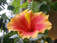 Tivoli_1.webp