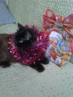2014-12-31 12-05-27.webp