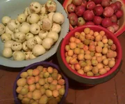 IMAG0228-1.jpg