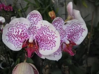 20.webp