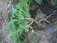 -0034.webp