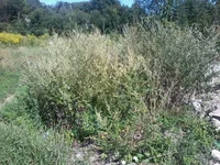 -0049.webp