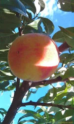IMAG1217.webp