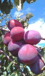 IMAG1216.webp