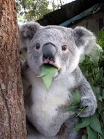 Коала.jpg