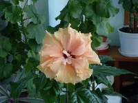 SDC18131.webp