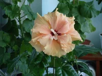 SDC18133.webp