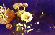 Image7.jpg