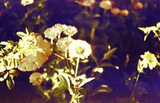 Image8.jpg
