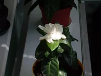 SDC18174.webp