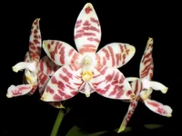 phal-phalaenopsis-amboinensis-simanis.jpg